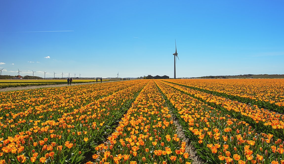 Flower Farms In Holland Best Flower Site